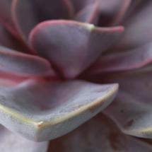 highres agave opacity iv